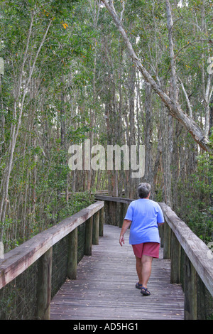 Dieser Weg macht eine schöne Möglichkeit, die Cypress Swamp hier im Seminole Big Cypress Reservation in Florida zu sehen Stockfoto