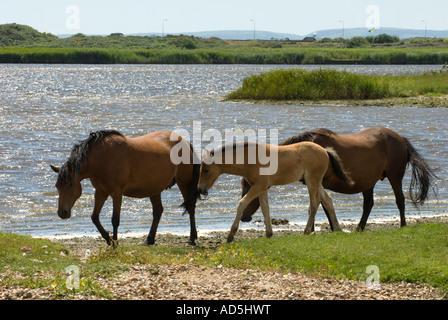 Pferde und Fohlen zu Fuß neben der Mündung des Flusses bei Stanpit Marsh Stockfoto