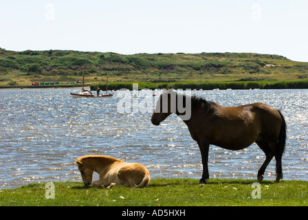 Stute und ihr Fohlen von riverside Stockfoto