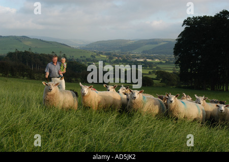 Ein Waliser Hügel Bauer und seinem kleinen Sohn mit Schafherde in einem Feld in das Ystwyth Tal in der Nähe von Aberystwyth Wales UK Stockfoto