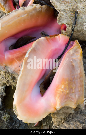GREAT EXUMA BAHAMA George Town frische Multi farbige Muscheln nur Wasser zum Meer Essen Ernte herausgezogen Stockfoto