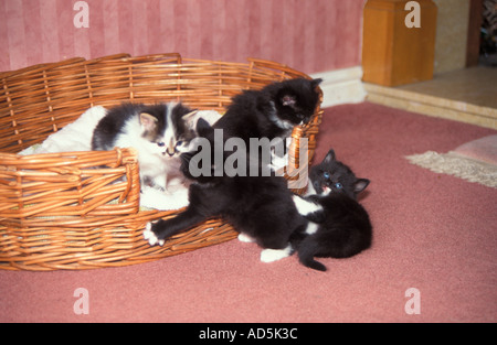 Vier Kätzchen spielen in Korb Wiltshire Stockfoto
