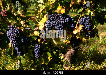 Portugal Douro Tal Port Weintrauben Rote Traube Stockfoto