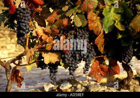 Portugal Douro Tal Port Weintrauben Rote Traube Stockfoto