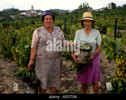 Portugal Wein Vino Verde zwei Frau Ernte Frauen Stockfoto