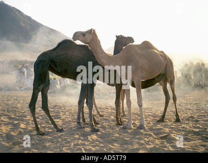 Zwei Kamele in Pushkar Camel Fair Ajmer Rajasthan Indien Stockfoto