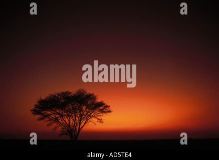 Sonnenuntergang über der Negev-Wüste von Kibbutz Urim mit einsamen Baum Silhouette Stockfoto