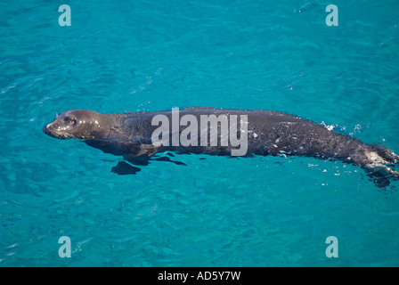 Vom Aussterben bedrohte Arten Mittelmeer-Mönchsrobben Dichtung, Monachus Monachus, männliche schwimmen entlang Kap Gelidonya, Türkei. Stockfoto