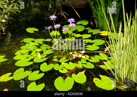 Aquatic Garden Stockfoto