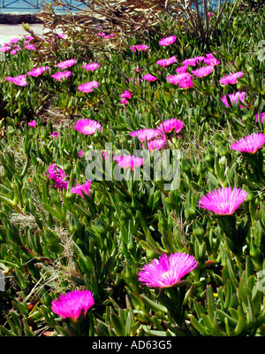CARPOBROTUS ACINACIFORMIS. ICE-Werk Stockfoto