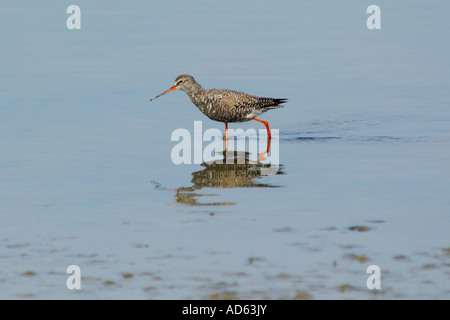 Juvenile entdeckt Rotschenkel Tringa Erythropus in Dorset Wildlife Trust Natur reservieren auf Brownsea Island Stockfoto