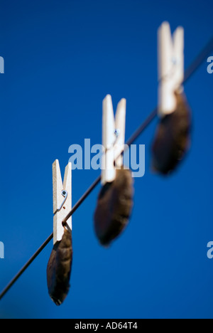 Teebeutel hängen zum trocknen. Recycling Stockfoto