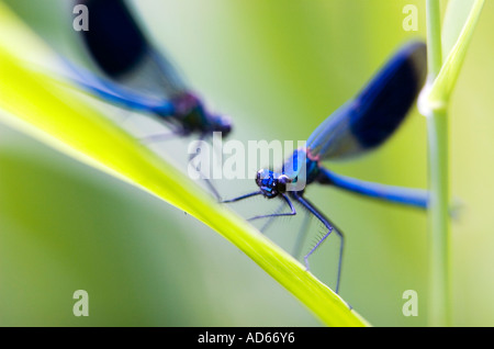 Calopteryx Splendens. Zwei gebändert Demoiselle Libellen am Schilf Stockfoto
