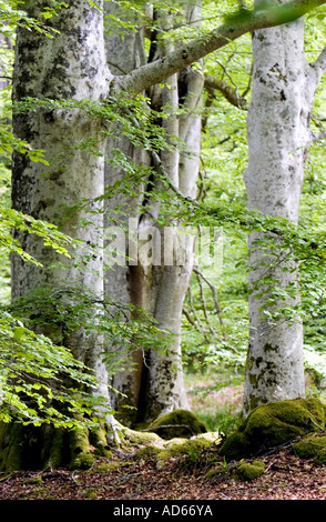 Buche in Cawdor Wäldern. Nairnshire, Schottland Stockfoto