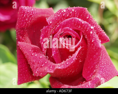 Rose Rosa hybr Stockfoto