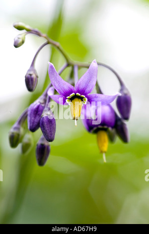 Solanum Dulcamara. Bittersüße Nachtschatten. Tollkirsche. Holzige Nachtschatten wilde Blume Nahaufnahme Stockfoto