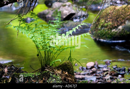 Farn vor reflektierte grüne Bach im schottischen Landschaft Stockfoto