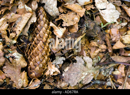 Föhren Kegel in unter Laub auf einem schottischen Waldboden Stockfoto