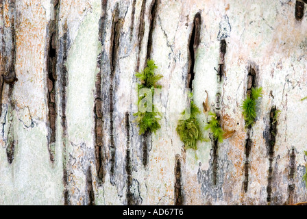 Betula-Pendel. Birke Baum Rinde Nahaufnahme gefallen. Schottland Stockfoto