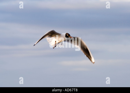 Chroicocephalus Ridibundus. Schwarze Spitze Möwe fliegen. Schottland Stockfoto