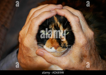 menschliche Hände halten das Gesicht Katze Stockfoto