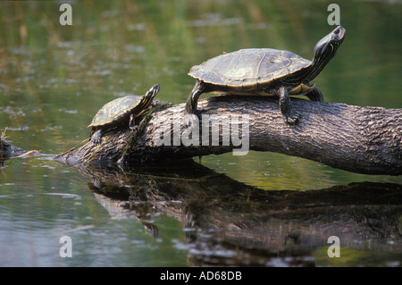 Gemalte Schildkröten sonnen sich auf einem Baumstamm Stockfoto