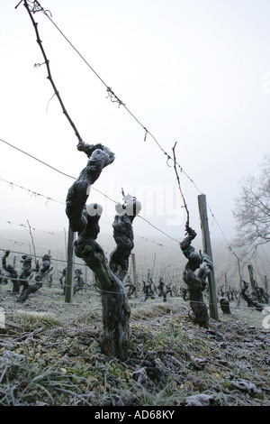 Weinstöcke im winter Stockfoto