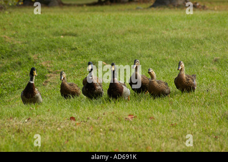 Stockente Enten zu Fuß in einer Zeile Stockfoto