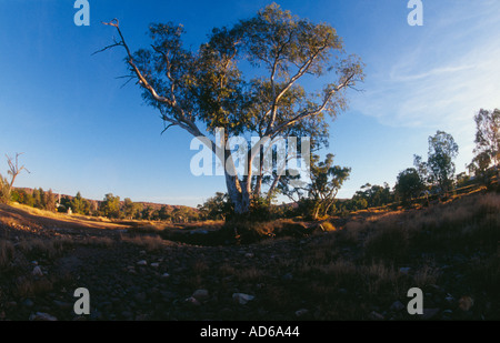 Eukalyptusbäume in Todd River Alice Springs Stockfoto