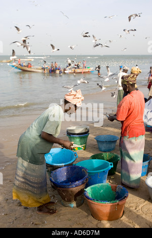 Frauen sauberen Fisch als offene Angelboote/Fischerboote kommen mit Fang Tanji Strand Gambia Stockfoto