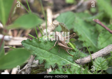 Dunkle Bush-Cricket Pholidoptera Griseoaptera ruht auf einem Blatt Distel, Lincolnshire Stockfoto