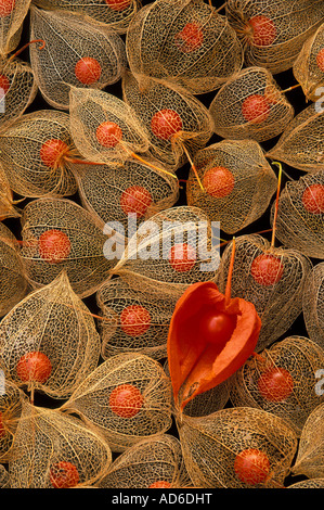 Chinesische Laterne Samenkapseln, Winterkirsche (Physalis Alkeking Franchetti) Stockfoto