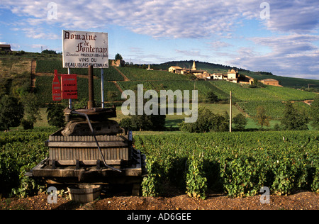 Beaujolais ist eine wichtige Weinregion Ostfrankreichs, berühmt für seine lebendigen, fruchtigen Rotweine aus Gamay Stockfoto