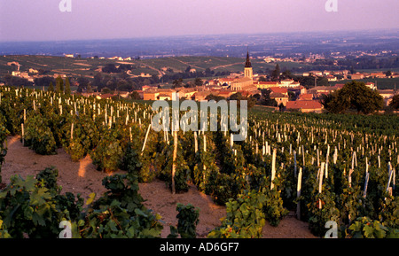 Beaujolais ist eine wichtige Weinregion Ostfrankreichs, berühmt für seine lebendigen, fruchtigen Rotweine aus Gamay. Stockfoto