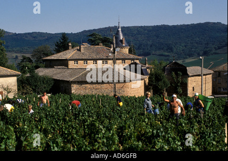 Beaujolais ist eine wichtige Weinregion Ostfrankreichs, berühmt für seine lebendigen, fruchtigen Rotweine aus Gamay. Stockfoto