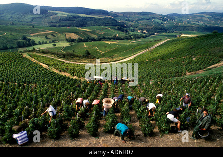 Beaujolais ist eine wichtige Weinregion Ostfrankreichs, berühmt für seine lebendigen, fruchtigen Rotweine aus Gamay. Stockfoto
