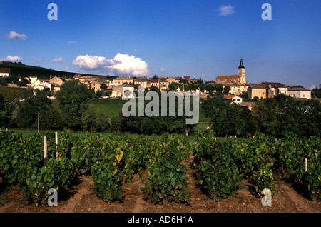 Beaujolais ist eine wichtige Weinregion Ostfrankreichs, berühmt für seine lebendigen, fruchtigen Rotweine aus Gamay. Stockfoto