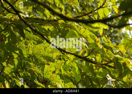 Rosskastanie Baum Blätter durch Bergmann Motten Larven angegriffen Stockfoto