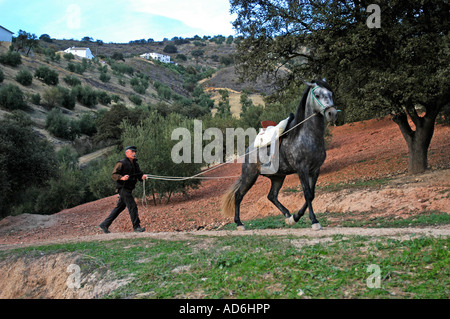 Andalusische Reiter Spanische Reiter, der Ausbildung von jungen andalusischen Hengst in Spanien. Mit langen Linien ein junges Pferd zu lehren. Stockfoto