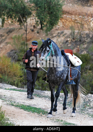 Spanische Reiter, Ausbildung von jungen andalusischen Hengst in Spanien Stockfoto