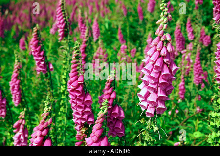Fingerhut wächst auf den Hang auf die Malvern Hills Worcestershire England UK Stockfoto