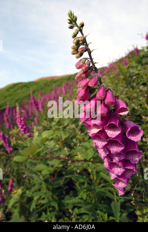 Fingerhut wächst auf den Hang auf die Malvern Hills Worcestershire England UK Stockfoto