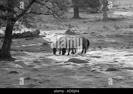 Pferd oder Highland Garron, garran, schottische Hill Ponys. Pirsch Pony, Beweidung in Feld auf Ackerland Mar Lodge Estate, Aberdeenshire, Großbritannien Stockfoto