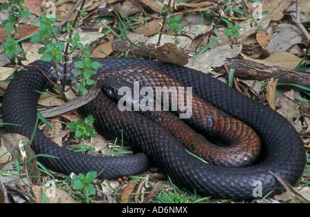 Black Tiger Snake Notechis Ater Australien sehr giftige Stockfoto