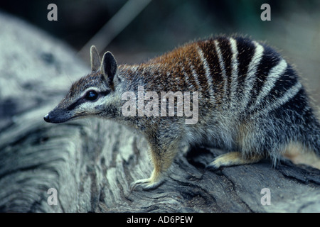 Numbat Myrmecobius Fasciatus Australien - gefährdeten status Stockfoto