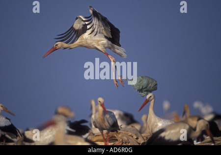 Europäische Weißstorch Ciconia Ciconia im Dump mit Plastiktüte gefangen am Bein Spanien Stockfoto