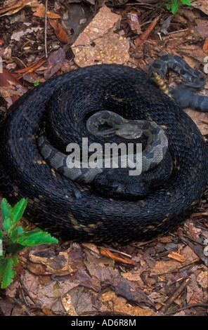 Holz-Klapperschlange Crotalus Horridus Mutter und Neugeborene Junge Pennsylvania Stockfoto