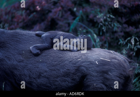 Tiefland-Gorilla-Young auf Mutters Rücken schlafen Stockfoto