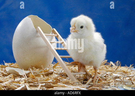 Küken auf Leiter neben Ei Stockfoto