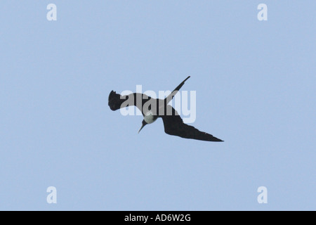 Schwarz, Albatros, Rosario Island, Bolivar, Karibik, Kolumbien, Südamerika Stockfoto